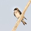 Tree Swallow